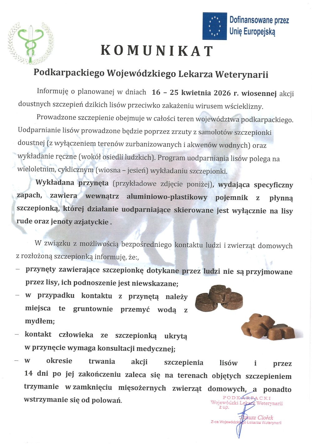 a grafice znajduje się skan oficjalnego komunikatu Podkarpackiego Wojewódzkiego Lekarza Weterynarii. W górnej części widoczne są symbole urzędowe oraz znak informujący o dofinansowaniu przez Unię Europejską. Główna treść dokumentu dotyczy planowanej w dniach 16–25 kwietnia 2026 r. wiosennej akcji doustnych szczepień dzikich lisów przeciwko wściekliźnie na obszarze całego województwa podkarpackiego.  W komunikacie wyjaśniono, że szczepionka będzie rozrzucana z samolotów, z wyłączeniem terenów zurbanizowanych i akwenów wodnych, a także wykładana ręcznie w pobliżu osiedli ludzkich. Opisano przynętę zawierającą szczepionkę oraz wskazano, że jest przeznaczona wyłącznie dla lisów rudych i jenotów azjatyckich.  W dolnej części dokumentu podano zalecenia dla mieszkańców: nie należy dotykać ani podnosić przynęty, po kontakcie należy dokładnie umyć skórę wodą z mydłem, a w przypadku kontaktu człowieka ze szczepionką konieczna jest konsultacja medyczna. Zalecono również trzymanie zwierząt domowych w zamknięciu w czasie akcji i przez 14 dni po jej zakończeniu oraz powstrzymanie się od polowań. Po prawej stronie widoczne są przykładowe zdjęcia brązowych przynęt, a na dole znajduje się pieczęć i podpis.